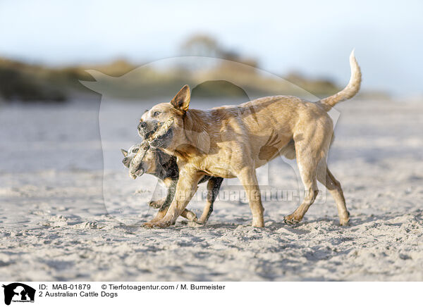 2 Australian Cattle Dogs / MAB-01879