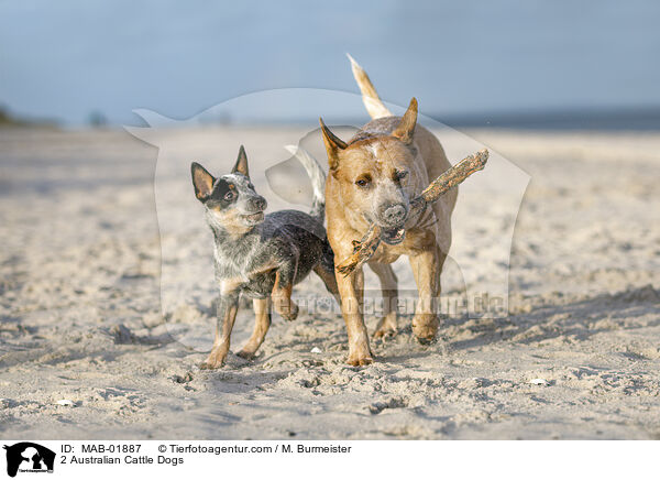 2 Australian Cattle Dogs / MAB-01887
