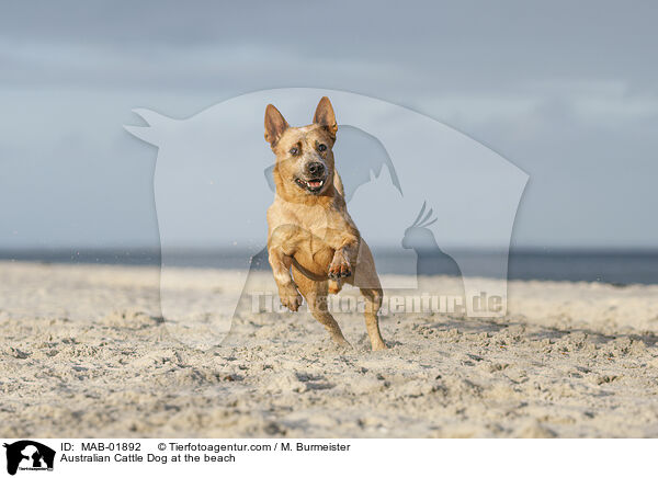 Australian Cattle Dog at the beach / MAB-01892