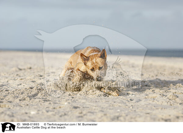Australian Cattle Dog at the beach / MAB-01893