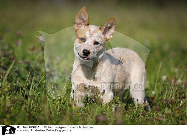 standing Australian Cattle Dog puppy / RR-103961