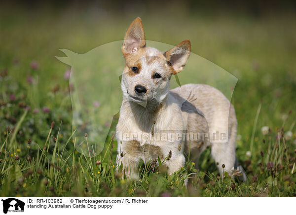 standing Australian Cattle Dog puppy / RR-103962