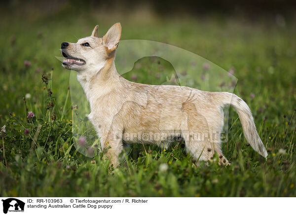 standing Australian Cattle Dog puppy / RR-103963