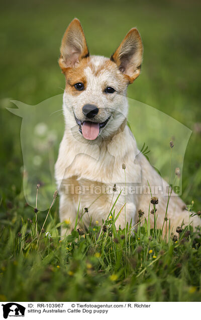 sitting Australian Cattle Dog puppy / RR-103967