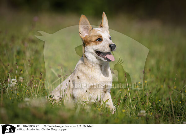 sitting Australian Cattle Dog puppy / RR-103973