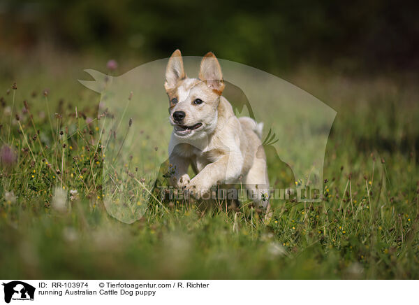 running Australian Cattle Dog puppy / RR-103974