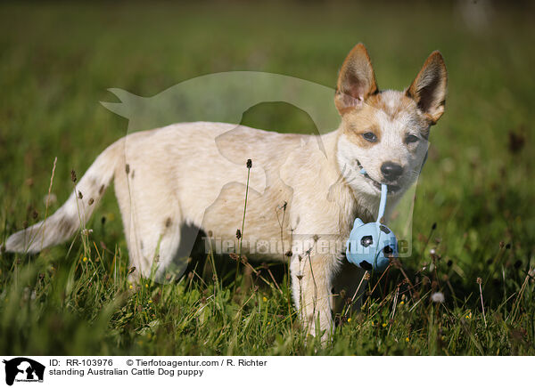 standing Australian Cattle Dog puppy / RR-103976