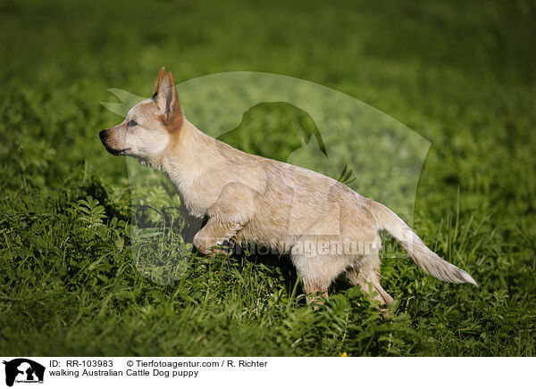 walking Australian Cattle Dog puppy / RR-103983