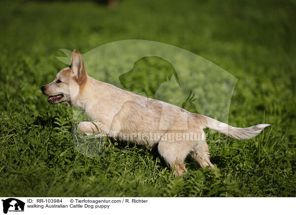 walking Australian Cattle Dog puppy / RR-103984