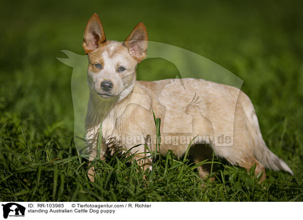 standing Australian Cattle Dog puppy / RR-103985