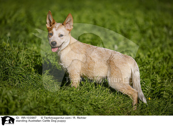 standing Australian Cattle Dog puppy / RR-103987