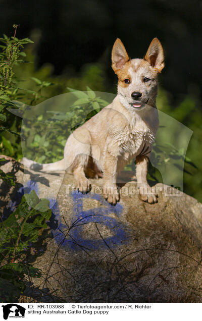 sitzender Australian Cattle Dog Welpe / sitting Australian Cattle Dog puppy / RR-103988
