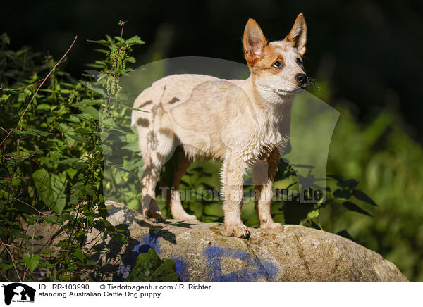 standing Australian Cattle Dog puppy / RR-103990