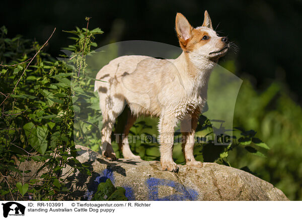 standing Australian Cattle Dog puppy / RR-103991
