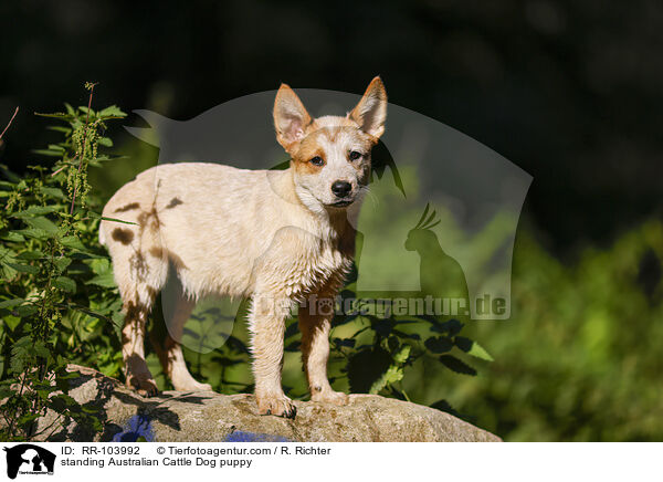 standing Australian Cattle Dog puppy / RR-103992