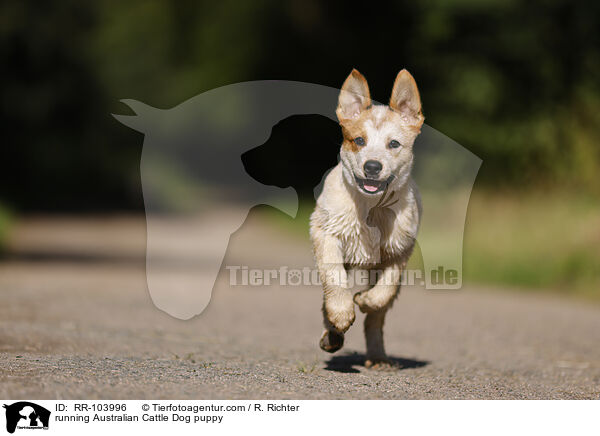 running Australian Cattle Dog puppy / RR-103996