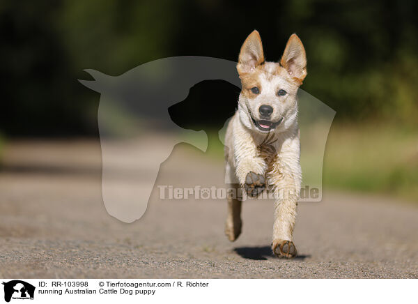 running Australian Cattle Dog puppy / RR-103998
