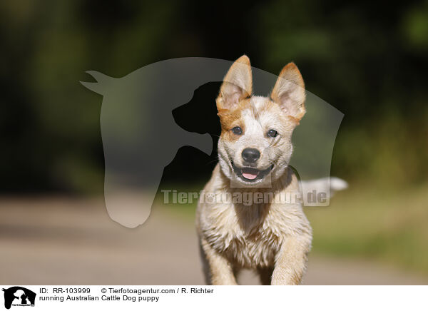 running Australian Cattle Dog puppy / RR-103999