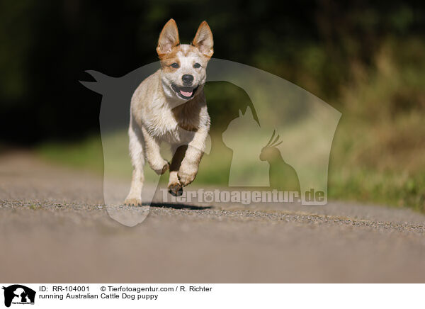 running Australian Cattle Dog puppy / RR-104001
