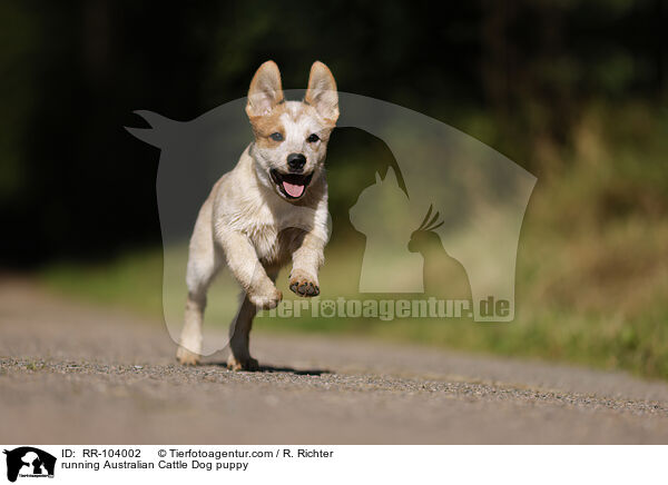 running Australian Cattle Dog puppy / RR-104002