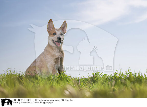 sitting Australian Cattle Dog puppy / RR-104020