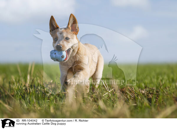 running Australian Cattle Dog puppy / RR-104042