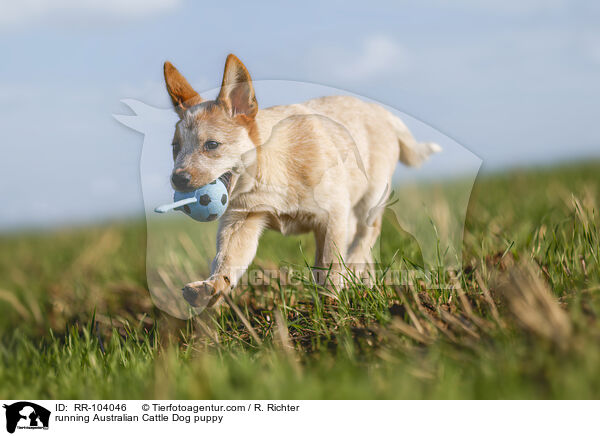 running Australian Cattle Dog puppy / RR-104046
