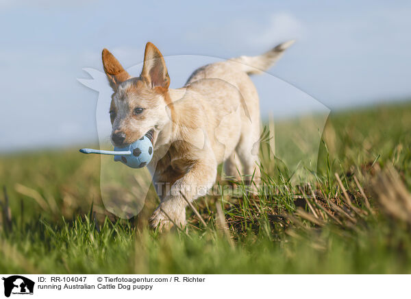 running Australian Cattle Dog puppy / RR-104047