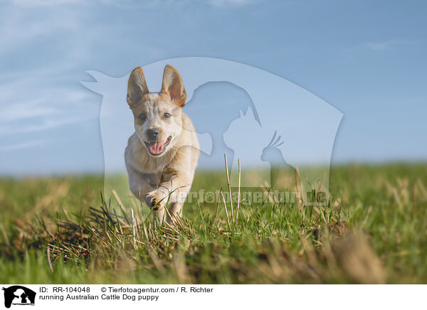 running Australian Cattle Dog puppy / RR-104048