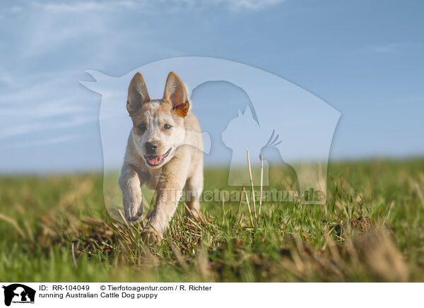 running Australian Cattle Dog puppy / RR-104049