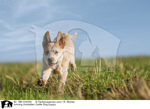 running Australian Cattle Dog puppy / RR-104050