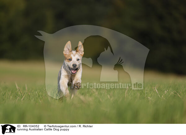 running Australian Cattle Dog puppy / RR-104052