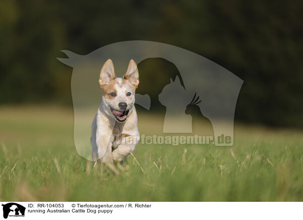 running Australian Cattle Dog puppy / RR-104053