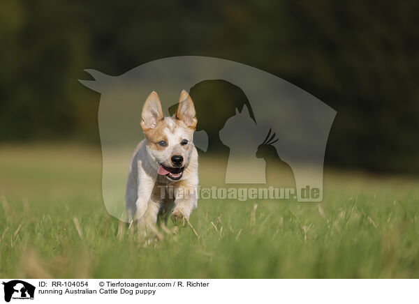 running Australian Cattle Dog puppy / RR-104054