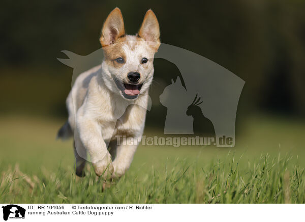 running Australian Cattle Dog puppy / RR-104056