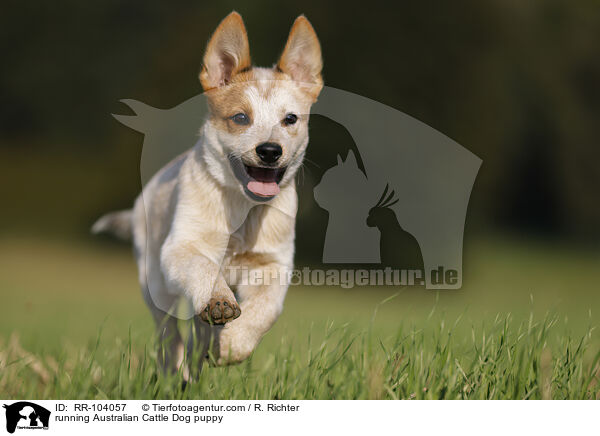 running Australian Cattle Dog puppy / RR-104057