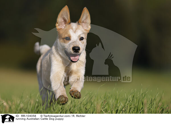 running Australian Cattle Dog puppy / RR-104058