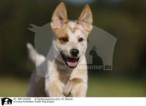 running Australian Cattle Dog puppy / RR-104059