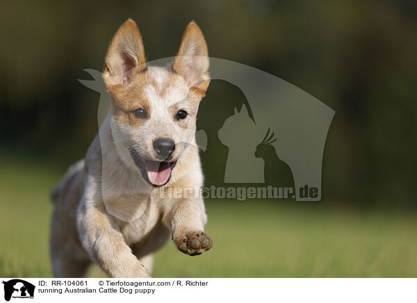 running Australian Cattle Dog puppy / RR-104061