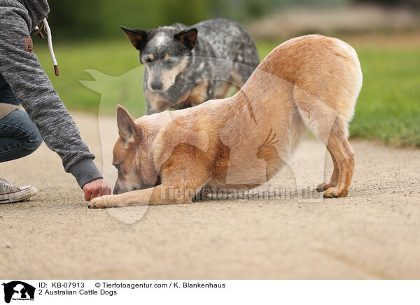 2 Australian Cattle Dogs / KB-07913