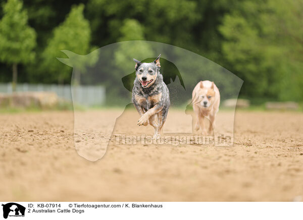 2 Australian Cattle Dogs / KB-07914