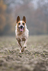 Australian cattle dog running across a field