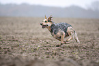 Australian cattle dog running across a field