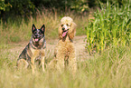 Australian Cattle Dog and poodle