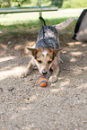 Australian Cattle Dog plays with ball