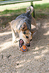 Australian Cattle Dog plays with ball