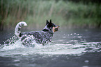 Australian Cattle Dog runs through the water