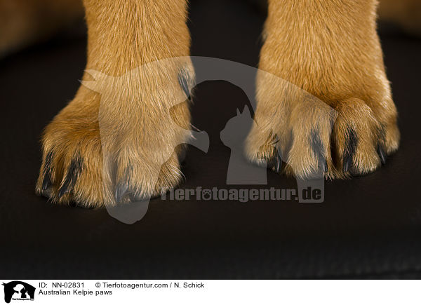 Australian Kelpie paws / NN-02831