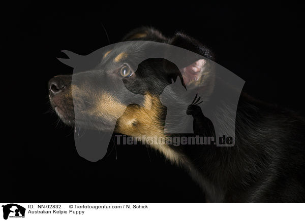 Australian Kelpie Puppy / NN-02832