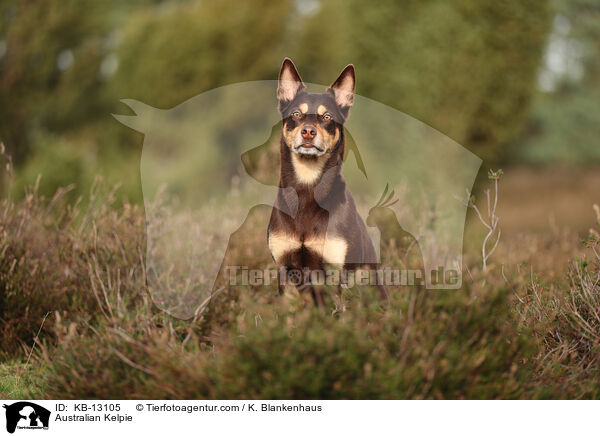 Australian Kelpie / KB-13105